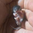 Littlest Baby Animal Grows Up To Be SO Cute