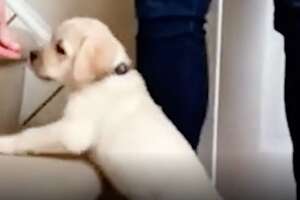 Guide Dog Gets So Excited When She Sees Her New Home