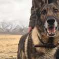 Military Dog Is SO Happy To Finally Be Home With His Dad