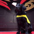 NHL's Ottawa Senators Training Guide Dog ﻿
