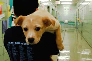 Rescue Puppy Brings Her Family So Much Joy