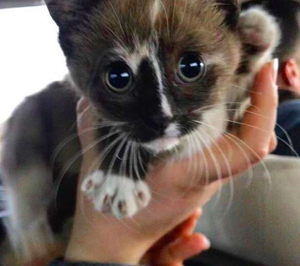 Kitten who was rescued from San Diego-Coronado Bridge has new home