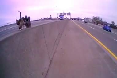 Kitten stranded on highway