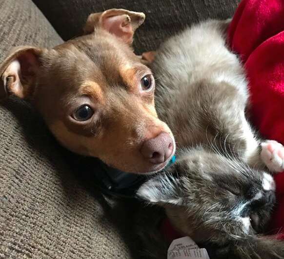 Kitten saved from highway snuggling up to rescue Chihuahua at new home