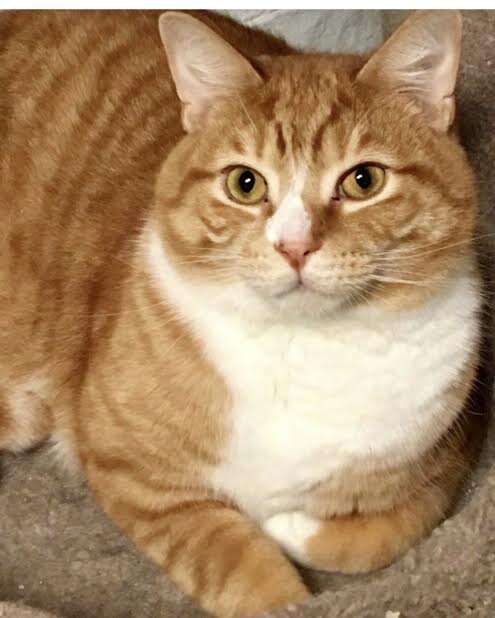 Large orange and white cat