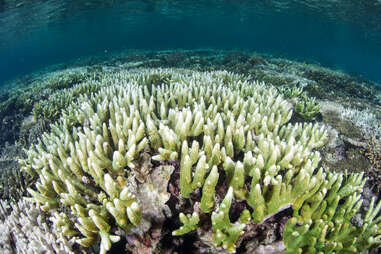 coral bleaching, climate change