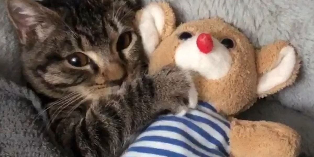 Kitten Has The Cutest Bedtime Routine - Videos - The Dodo