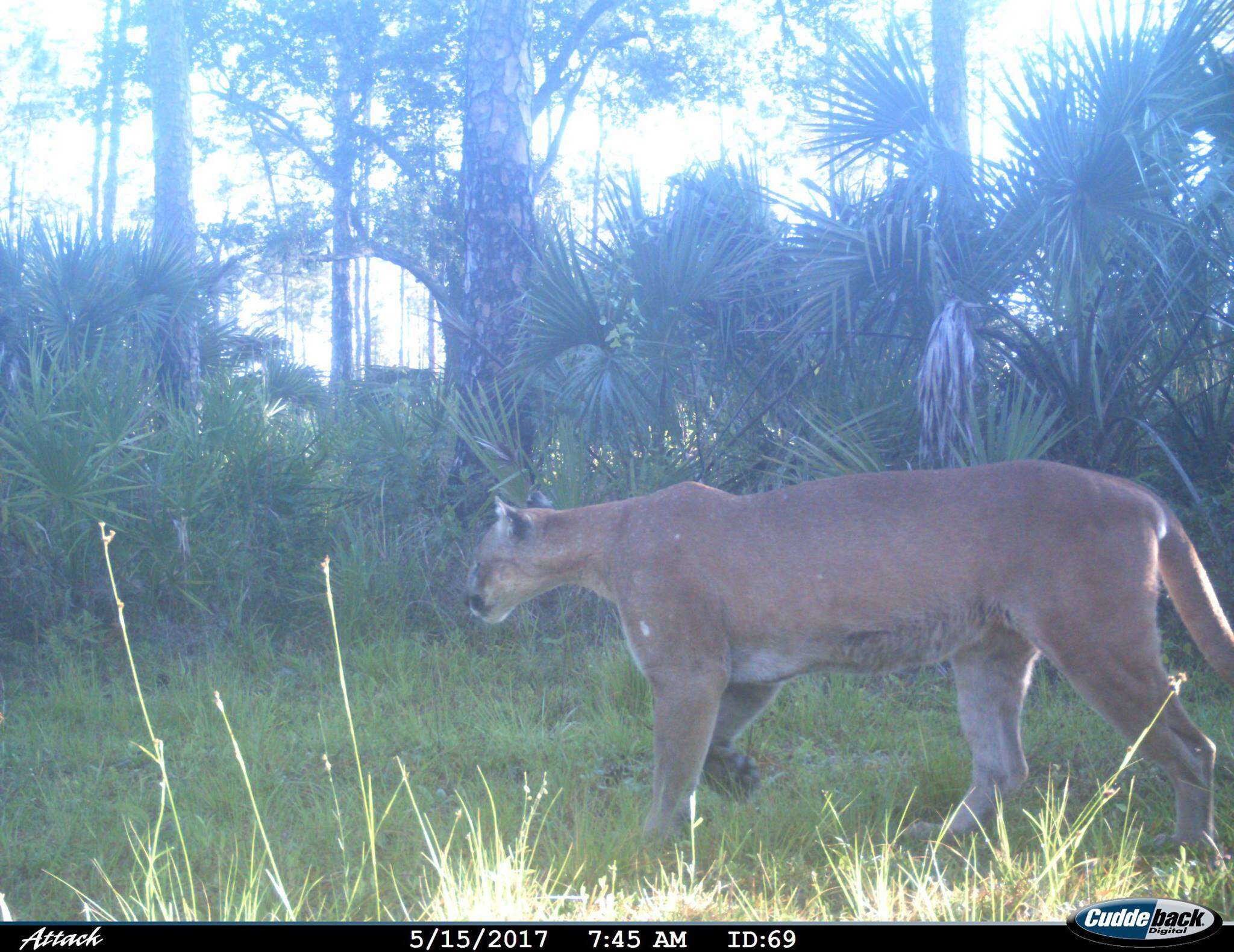 Endangered Florida panther in wildlife camera