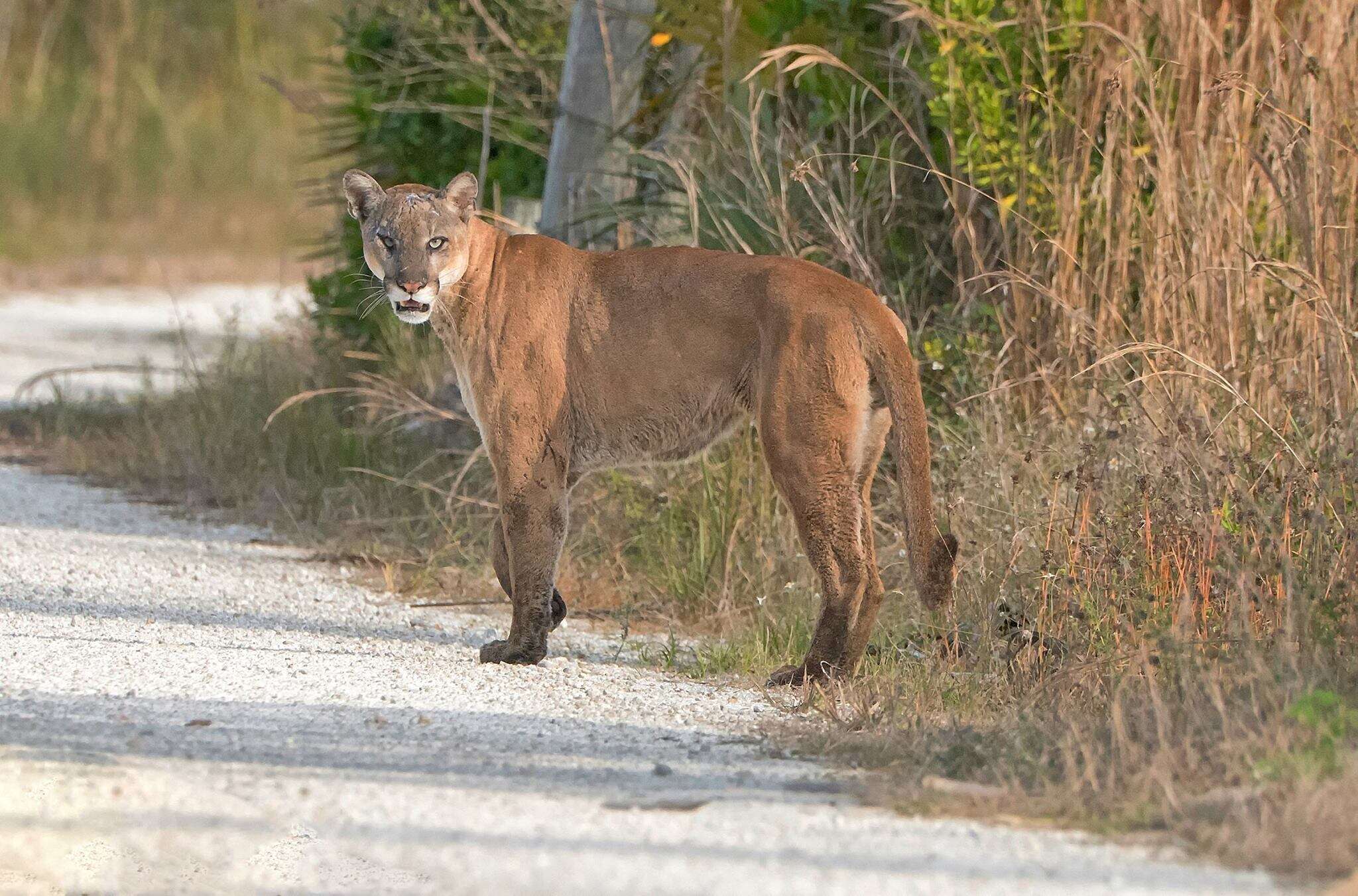 Endangered Florida panther