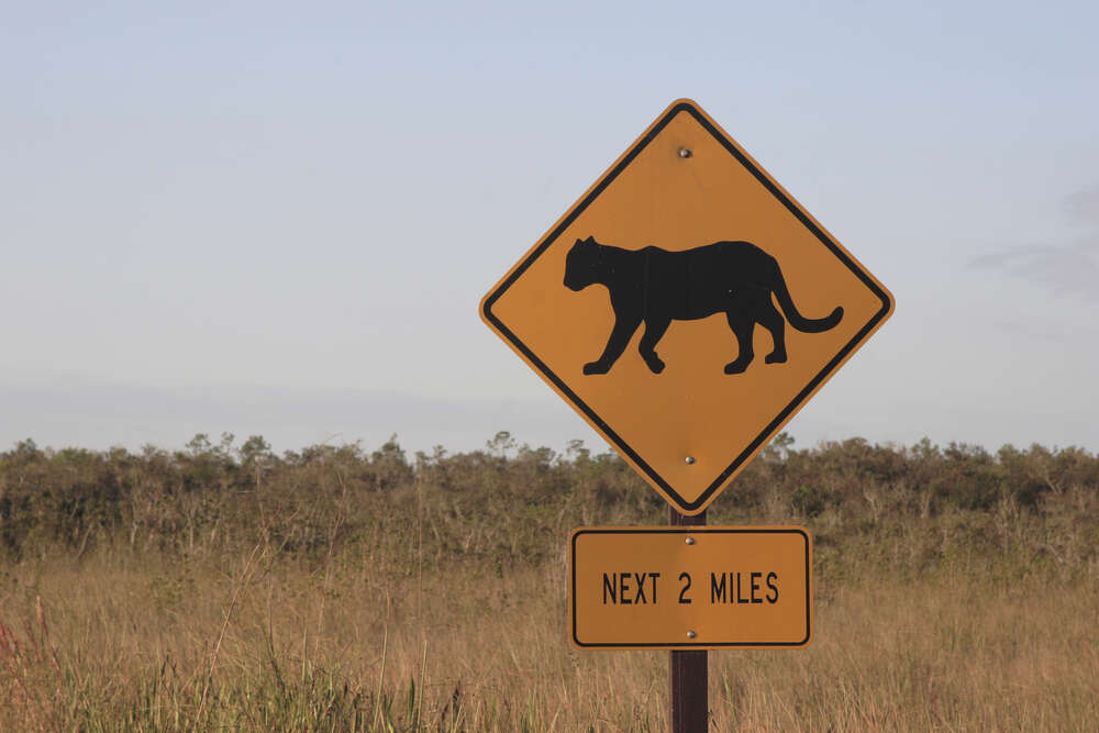 Endangered Florida panther crossing sign