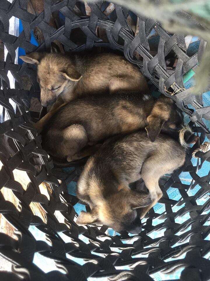 Basket of unwanted puppies