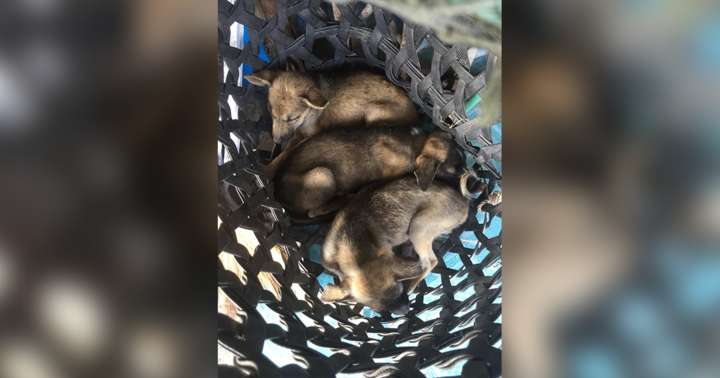 Man Shoves Basket Of Stray Puppies Into Woman’s Arms — Then Walks Away