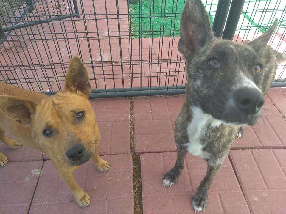 Rescued dogs on back patio