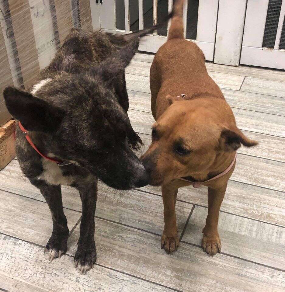Bonded dogs kissing each other