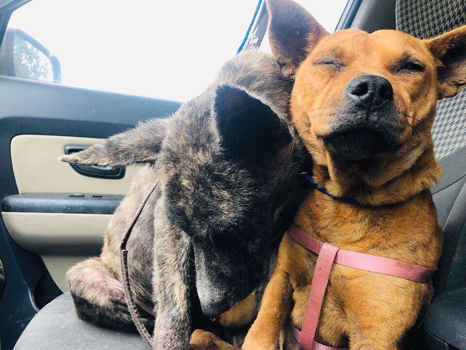 Bonded dogs cuddling together in car