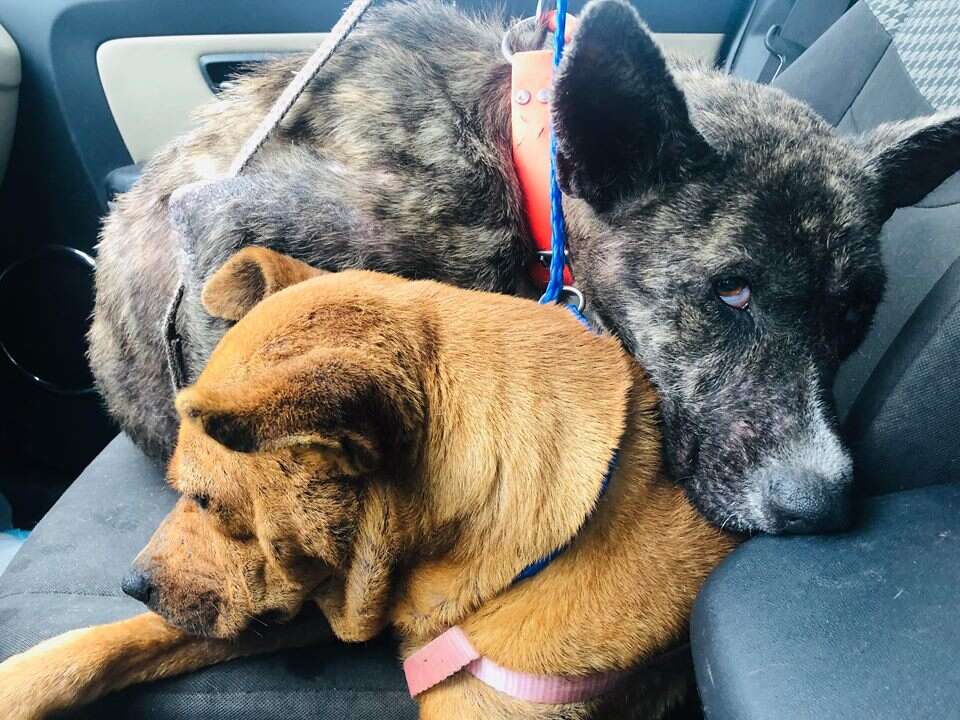 Dogs cuddled up together in car
