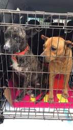 Dogs being transported in crate
