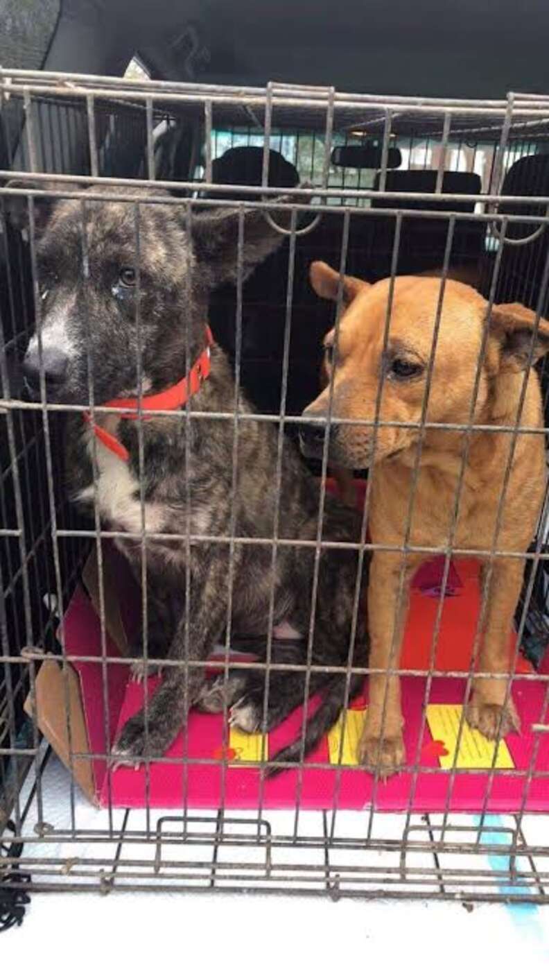 Dogs being transported in crate