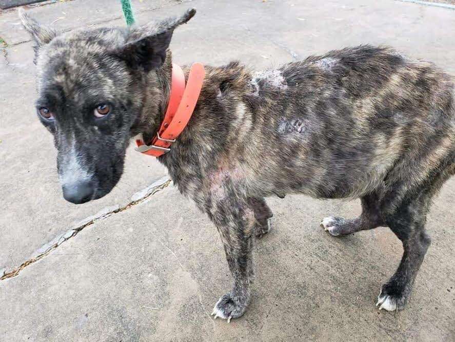 Dog after being rescued