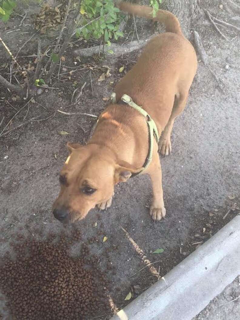 Stray dog wearing harness