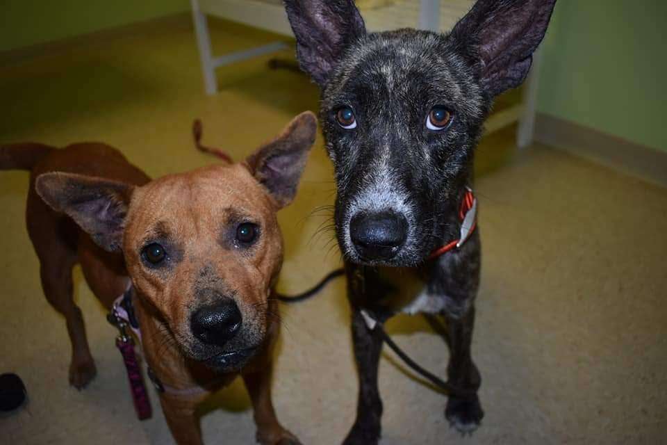 Bonded dogs standing together