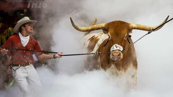 steer texas longhorns