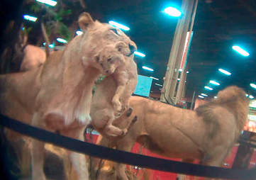 lion canned hunting trophy hunt