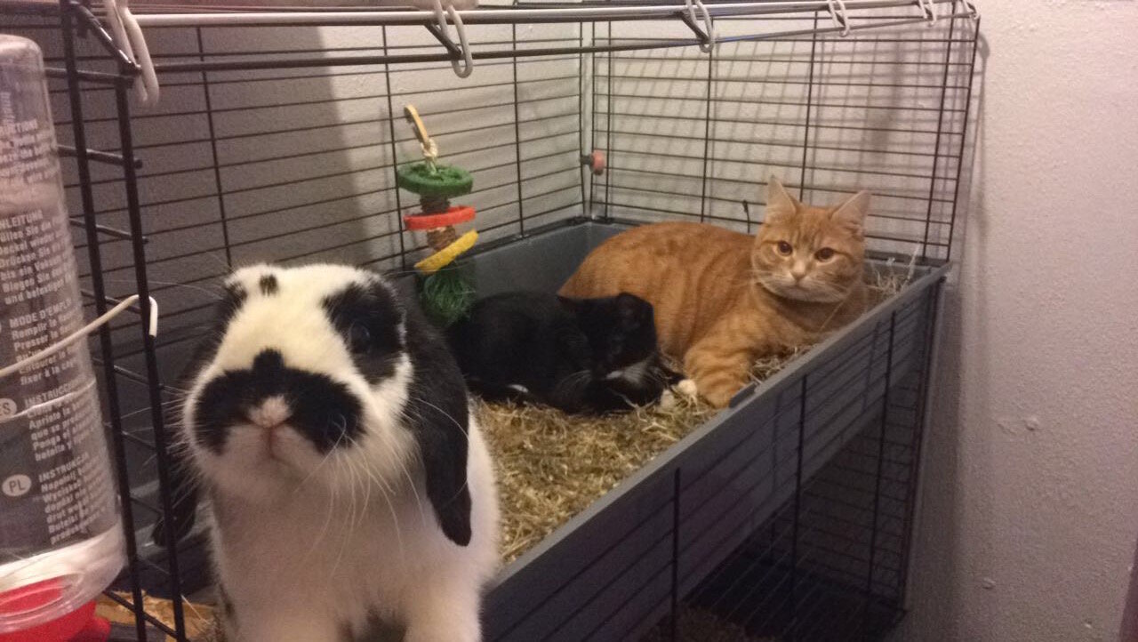 Cats Love Hanging Out In Bunny S Enclosure The Dodo