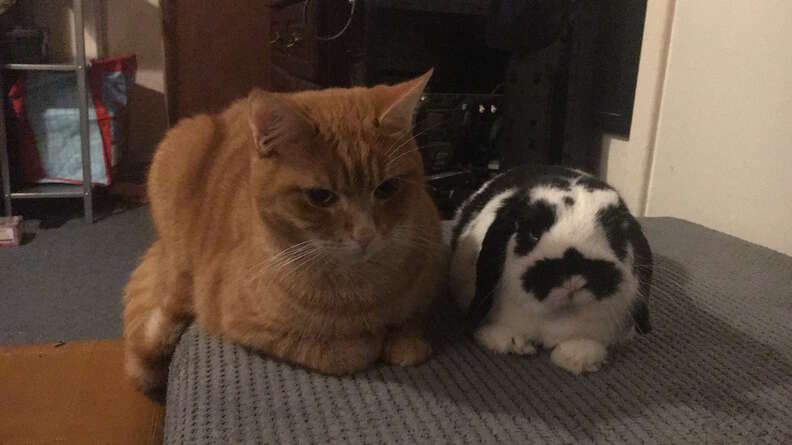 cats and bunny
