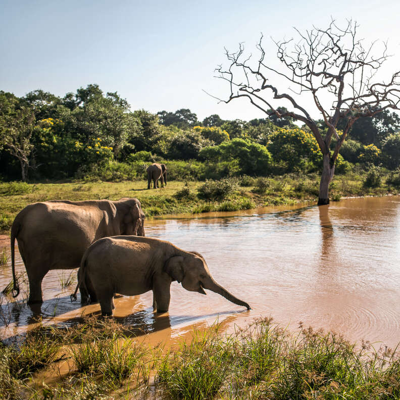 Yala National Park on Sri Lanka
