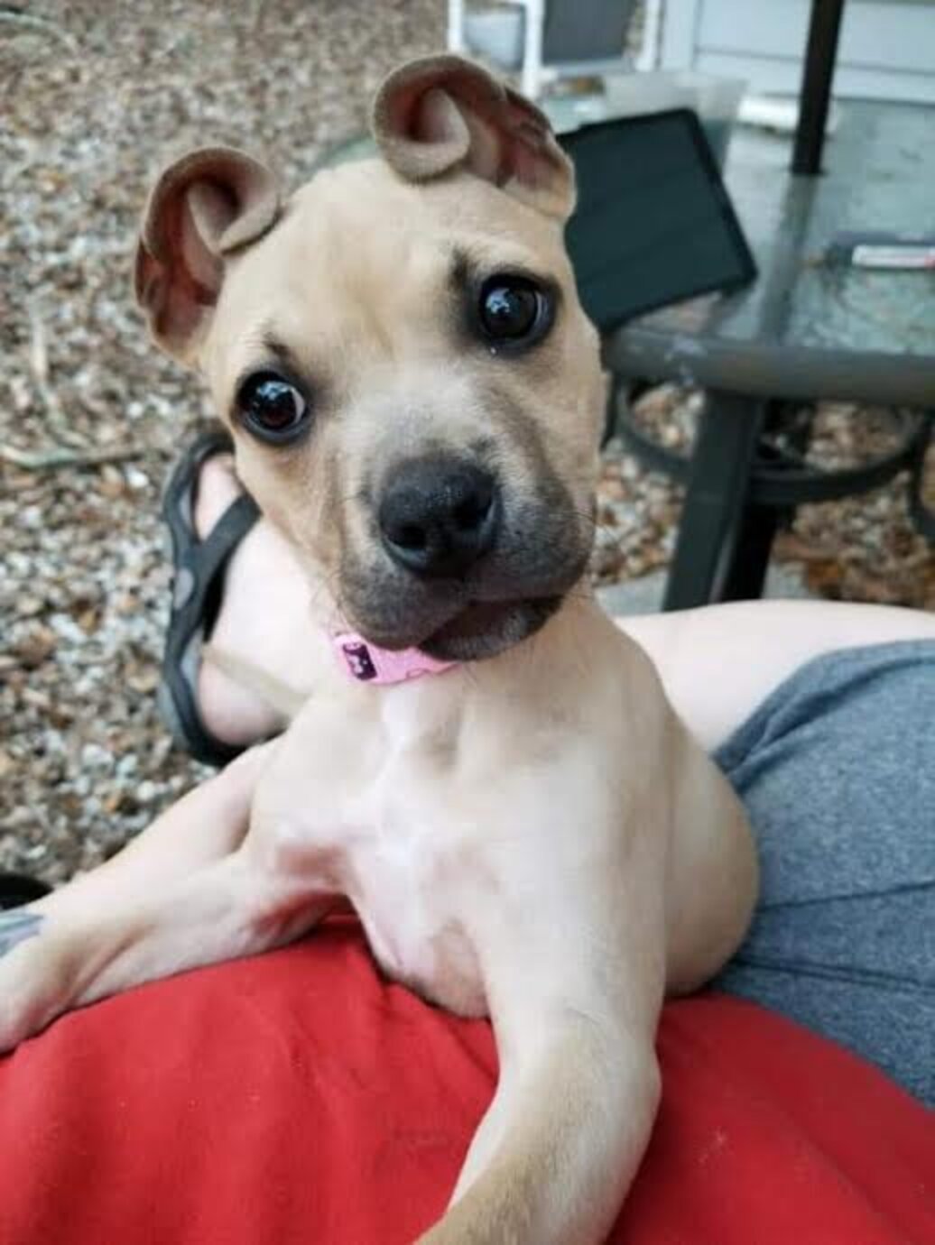 Rescue Puppy From Has Cutest ‘Cinnamon Roll’ Ears The Dodo