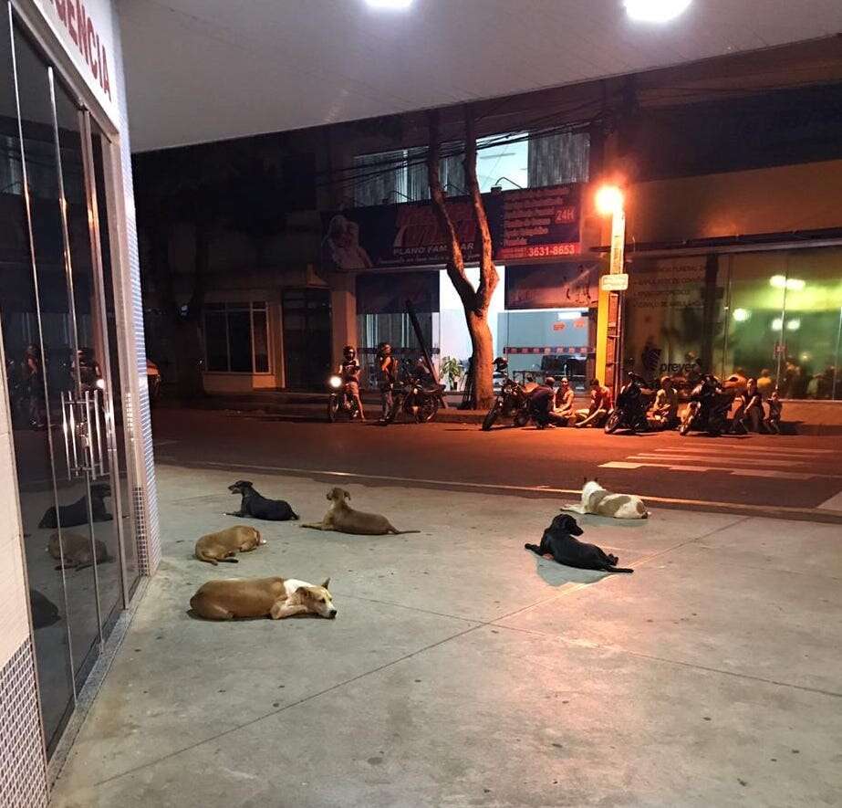 Dogs wait outside hospital in Brazil