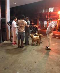 Volunteers care for dogs waiting outside hospital