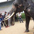 Skeletal Elephants Were Seen Being Forced To Perform At This 'Zoo'