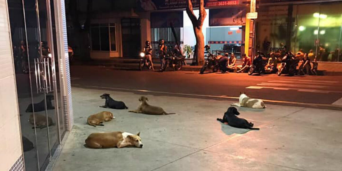 Faithful Dogs Stand Vigil Outside Hospital In Brazil - The Dodo