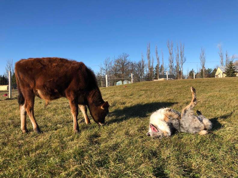 ​​​​​​​Dog and baby cow BFFs