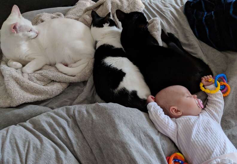 cat and baby