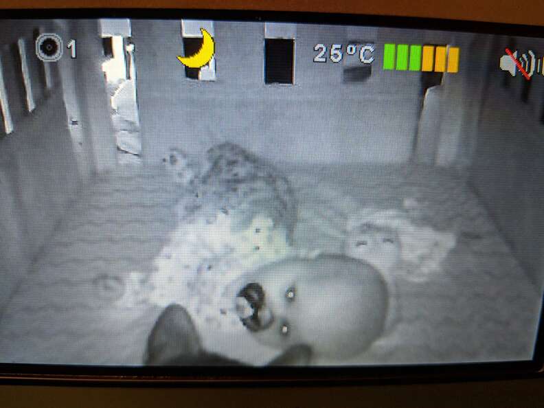 cat appears on baby monitor