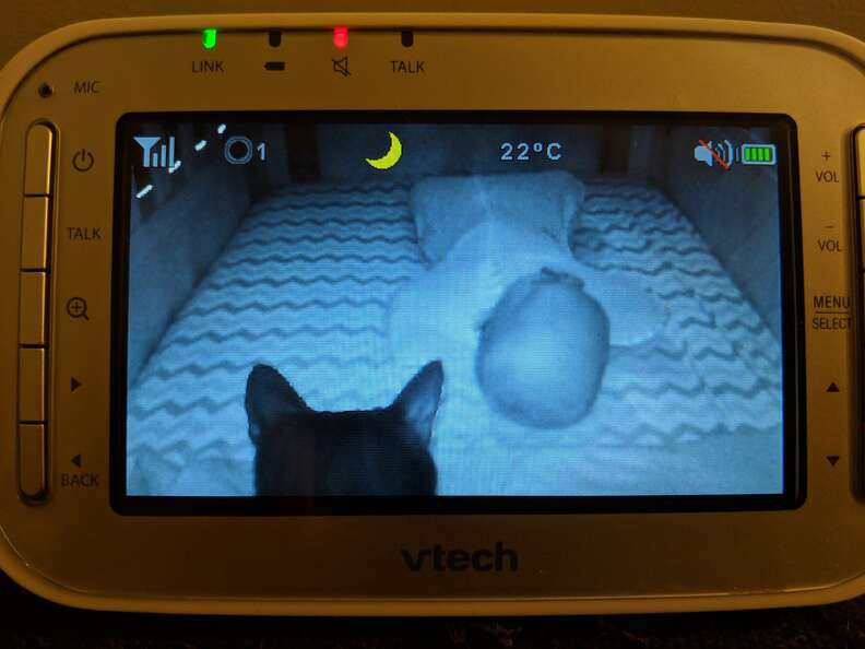 cat appears on baby monitor