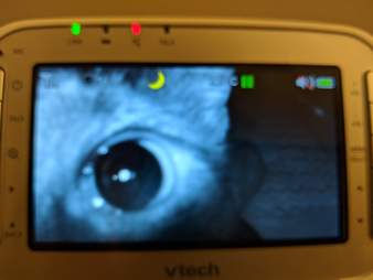 cat appears on baby monitor