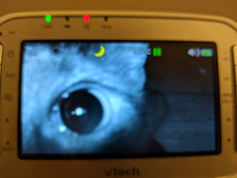 cat appears on baby monitor 