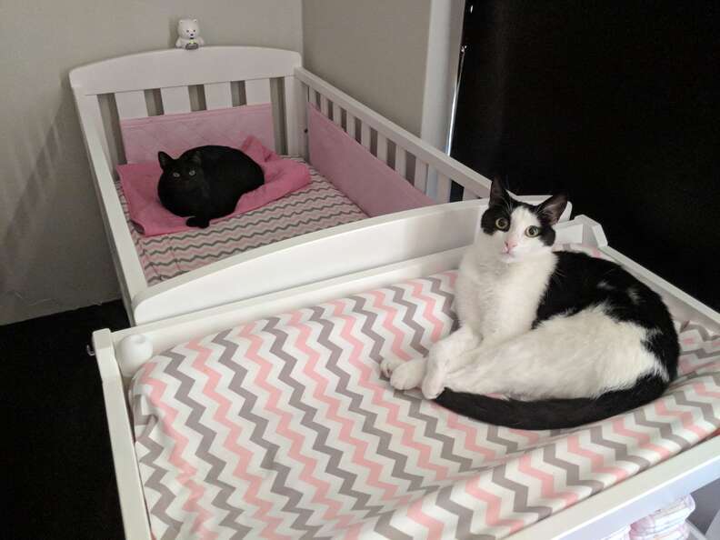 cat and baby