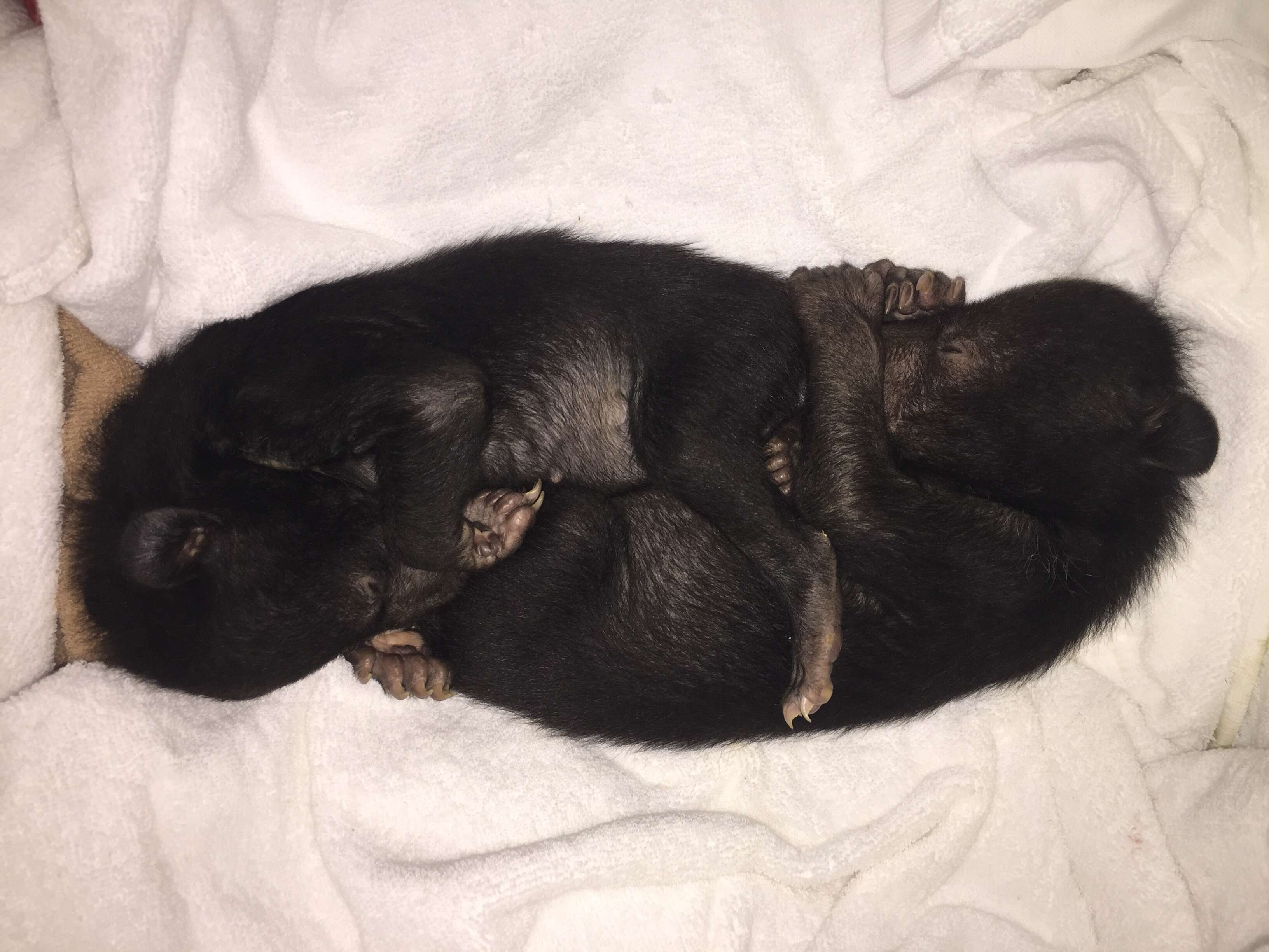 Asiatic black bear cubs saved from traffickers in Vietnam