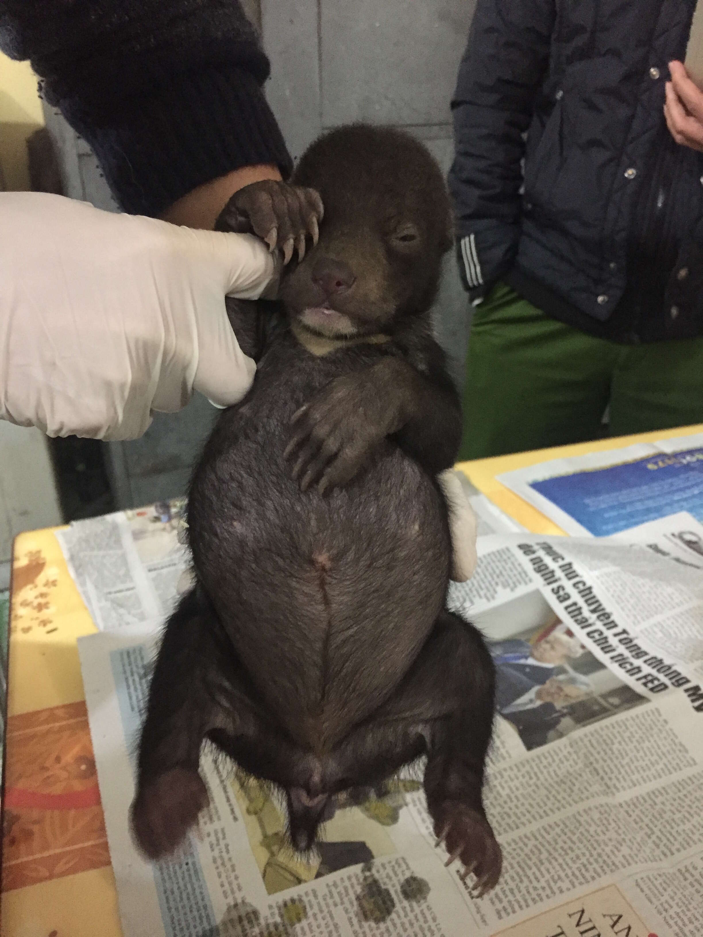 Asiatic black bear cub saved from traffickers in Vietnam