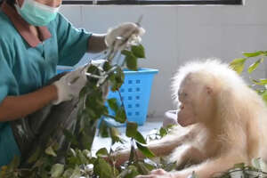 An Albino Orangutan Goes Free