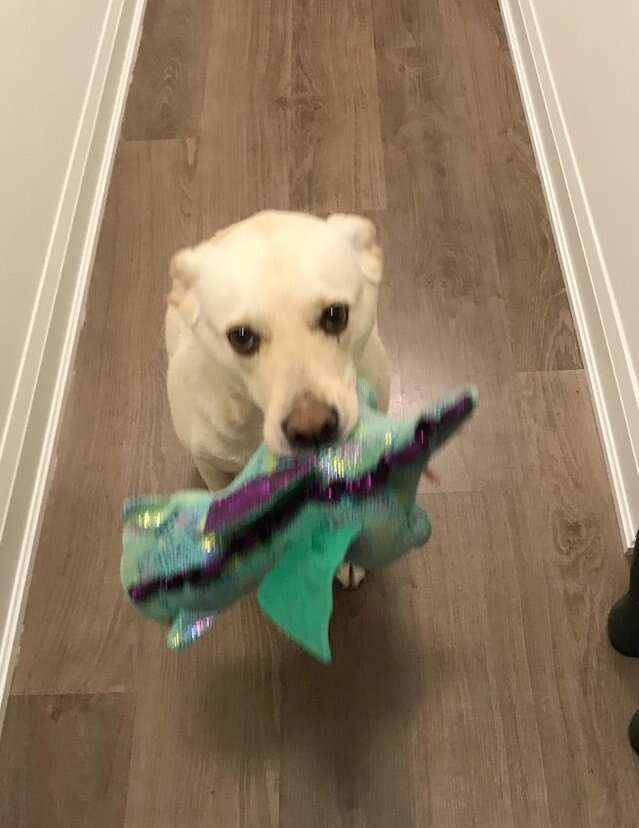 Dog shows off her plush stuffed animals