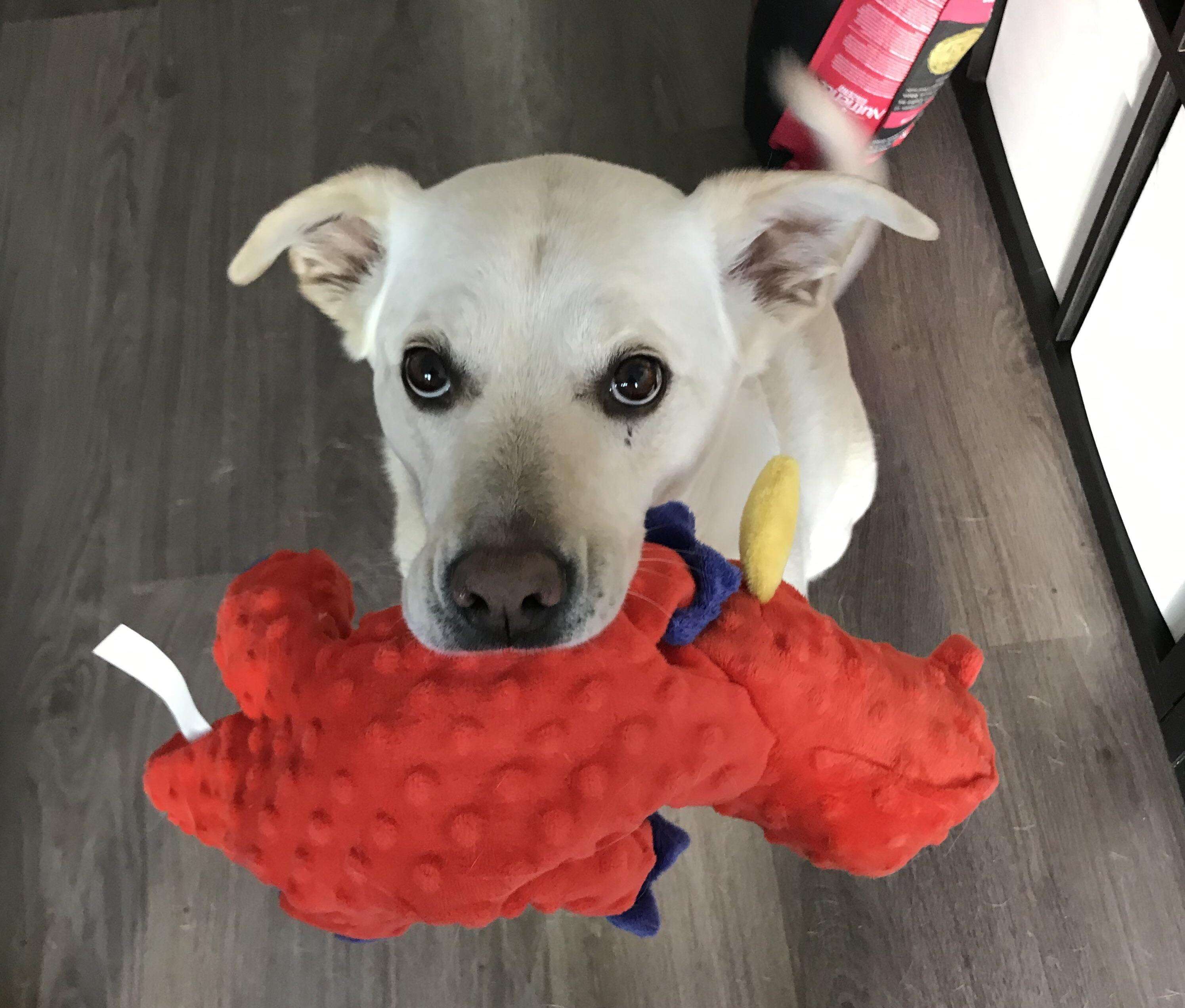 Atlas greets guest with toy