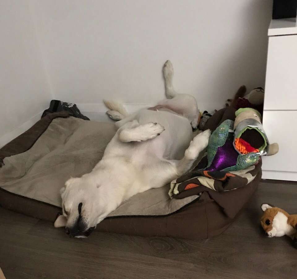 Atlas the rescue dog snuggles with her toys