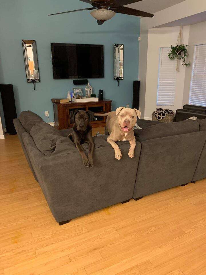 Dogs sitting on edge of couch