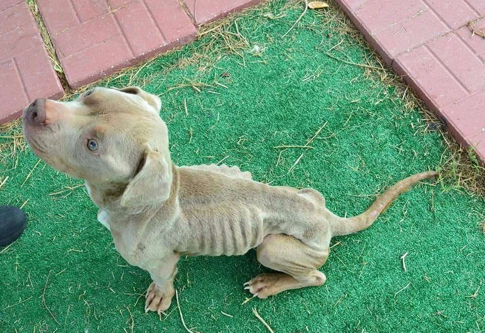 Emaciated dog sitting on the ground
